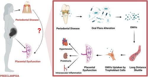 Figure 1. Outer membrane vesicles released by imbalanced oral flora may be engaged in the dysfunction of trophoblast and finally contribute to the pathogenesis of preeclampsia.