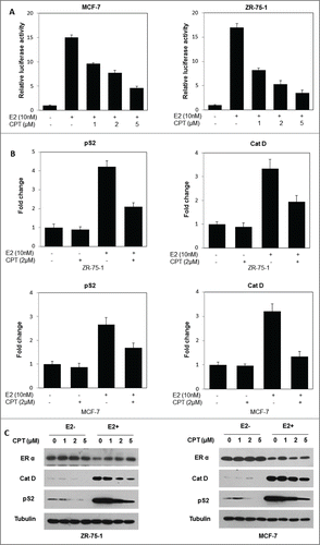 Figure 2. CPT inhibits ER-mediated transcriptional activity but not ERα protein levels. (A) CPT inhibits E2-induced ERE reporter gene activity. ZR-75-1 and MCF7 cells were transiently transfected with an ERE reporter construct or a control Renilla luciferase construct. After 24 h of transfection, cells were treated with various concentrations of CPT with 10 nM E2 or left untreated for 24 h. Results are shown as mean ± SD of 3 independent experiments. (B) ZR-75-1 and MCF7 cells were treated with or without 10 nM E2, 2 μM CPT or a combination of both for 24 h and then the mRNA expression of ER target genes (pS2, and Cat D) was analyzed using real-time RT-PCR. Data shown are mean ± SD of 3 independent experiments with 3 replicates in each experiment. (C) ZR-75-1 and MCF7 cells were treated with various concentrations of CPT with or without 10 nM E2. After treatment for 48 h, the cells were harvested and were analyzed for protein expressions of ER target genes (pS2, and Cat D) using Western blot. Experiments were repeated 3 times and similar results were obtained in all. Therefore, representative result from one experiment is shown.