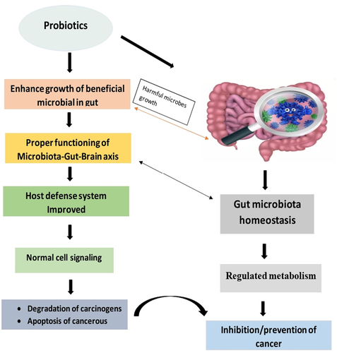 Figure 7. Mechanism of action of probiotics.
