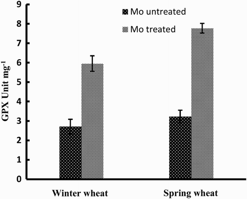 Figure 3. Activity of GPX enzyme in two wheat varieties (winter wheat: cv. Claire and spring wheat: cv. Abu-Ghraib) as affected by Mo treatment (values are means ± SE).
