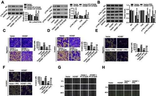 Figure 5 HOXB7 exerted carcinogenesis via Src and FAK in human gastric cancer cells.Notes: HOXB7/vector-transfected SNU1 cells were treated with PF573228 or PP2, and then (A, B) protein expression of total Src, p-Src (Y416), total FAK, p-FAK (Y397), and p-FAK (Y576/577) were assessed by Western blot, (C, E) cell migration and (D, F) invasion assessed by transwell assay, and (G, H) wound-healing process measured by wound-healing assay. ##P<0.01 versus vector; $$P<0.01 versus HOXB7 overexpression.