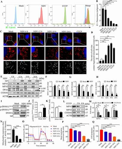 Figure 2. NDV infection induces mitochondria membrane depolarization, fission, and ETC dysfunction. (A and B) MMP were detected using flow cytometray by JC-1 stained, CCCP as a positive control. (C) Confocal microscopy images showing mitochondrial fragmentation at 6, 12, 18, and 24 hpi and CCCP group by MitoTracker stained. (D) Image-Pro Plus 6.0 software was used to calculate the ratio of cells that contain fragmented mitochondria in total cells. (E) MFN1, MFN2, OPA1, COX4I1, and ACTB protein levels were determined by western blot, NP was used as a maker for virus infection. (F-H) Quantification of MFN1, MFN2, and OPA1. (I) p-DNM1L (S616), p-DNM1L (S637), DNM1L and NP protein levels were determined by western blot at 18 hpi. (J and K) Quantification of p-DNM1L (Ser616):DNM1L ratio and p-DNM1L (Ser637):DNM1L ratio. (L) A549 cells were either mock or CCCP treated at 3 h and 6 h. MFN1, MFN2, COX4I1, and ACTB protein levels were determined by western blot. (M) Quantification of MFN1, MFN2, and COX4I1. (N) Mitochondria respiratory chain complex I activity was detected. A549 cells were prepared from mock-infected, NDV-infected cells at 18 hpi and treated with CCCP (10 μM). (O-Q) Real-time oxygen consumption rate (OCR) in mock-infected and NDV-infected cells was measured at 6, 12, 18, and 24 hpi. Statistical analysis of basal respiration and ATP production are shown on Figure P and Figure Q. White boxed regions in the panels are enlarged. Scale bar: 10 μm. Data are mean ± SEM, all data are from three independent experiments, * p < 0.05, ** p < 0.01, *** p < 0.001, # p > 0.05.