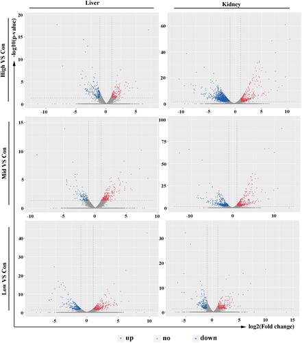 Figure 2 Volcano plots of the DEGs. Up-regulated genes are shown in red and down-regulated genes are shown in blue. Genes that showed no difference are shown in grey. DEGs, differentially expressed genes.