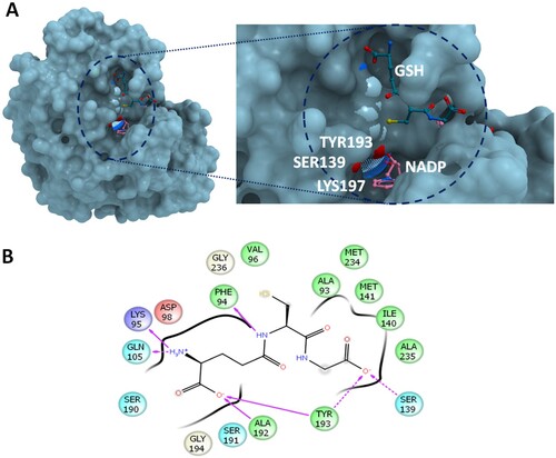 Figure 1. The molecular interactions at the active site of human CBR1. (A) GSH in open conformation bound with CBR1. The reactive groups of S139 and Y193 were shown in red (B) The ligand interactions of GSH before of MD simulation. The interaction coordinates were retrieved from the crystal structure 4Z3D. Hydrophobic residues are displayed in green; positive charged, in blue; and negative charged, in red. The direction of arrows indicates the hydrogen bond donor-receiver. Dotted arrows indicates interaction with the backbone of protein residues, while solid-line arrows indicates interaction with the side chains atoms.