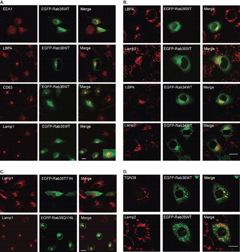 Figure 3.  Rab36 regulates peri-nuclear distribution of late endosomes and lysosomes from peripheries. (A) HeLa cells were transfected with EGFP-Rab36WT, and processed for immuno-labeling with antibodies against EEA1, LBPA, CD63 and Lamp1 respectively, showing overexpression of Rab36 induced peri-nuclear distribution of late endosomes and lysosomes marked by LBPA, CD63 or Lamp1, but had no effects on early endosomes marked by EEA1. The inset showed the clustered vesicles not overlapping with Rab36-marked Golgi apparatus. (B) Expression of active mutant form (Q116L) but not negative mutant form (T71N) of Rab36 redistributes late endocytic compartments to peri-nuclear region. (C) The effects of Rab36 on the distribution of late endosomes and lysosomes were further confirmed by over-expressing EGFP-Rab36WT in NRK cells and examined with antibodies against LBPA or Lamp2. The effects of over-expressing Rab34 were also compared. (D) NRK cells expressing EGFP-Rab36WT were treated with nocodazole of 10 μg/ml for 1 hour at 37°C, then processed for immuno-labeling with anti-TGN38 or anti-Lamp2. The result showed that GFP-Rab36 is redistributed to Golgi-fragment, and the late endosomes/lysosomes are dispersed. Bar = 20 μm. This Figure is reproduced in colour in the online version of Molecular Membrane Biology.