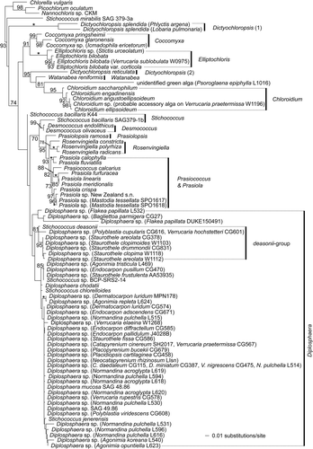 Fig. 3. Phylogenetic placement of the photobionts of Verrucariaceae related to the Prasiola-group. The tree was obtained using a maximum-likelihood analysis of a two-gene dataset (rbcL–nuSSU). Lichenized algal strains are indicated by the addition, in parentheses, of the name of the corresponding lichen-forming fungus. They all belong to the family Verrucariaceae, except for Icmadophila ericetorum, Lobaria pulmonaria, Phlyctis argena and Stictis urceolatum. For the Verrucariaceae, the collection numbers follow the fungal names. Bootstrap values >70% are indicated above or below the branches, except for values of 100%, which are indicated by a star. Photobionts with identical sequences are represented by a single taxon in the phylogeny with the names and collection numbers of each lichen indicated.