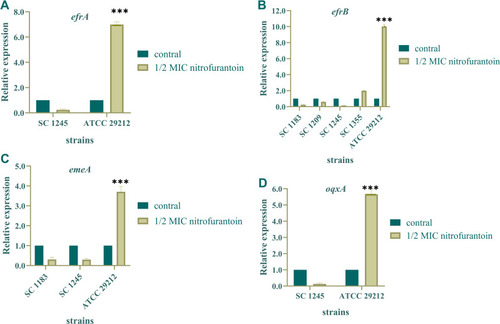 Figure 1 Relative expression levels of the efflux pump encoding genes in 4 nitrofurantoin-resistant E. faecium isolates. (A–D) The relative expression levels of efflux pump genes efrA, efrB, emeA, and oqxA in 4 nitrofurantoin-resistant E. faecium isolates before and after induced by nitrofurantoin of 1/2 MIC. P < 0.05 were considered to be statistically significant. ***P < 0.001 (Student’s t-test).