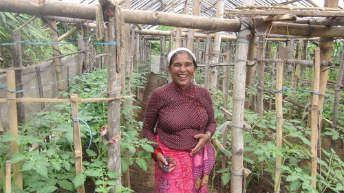 Figure 4. A farmer in her tomato tunnel in Dhikurpokhari.