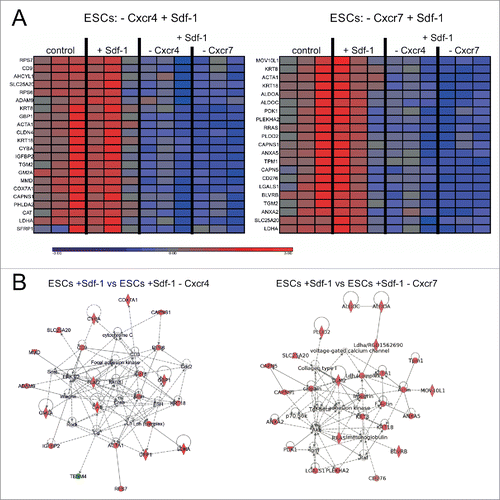 Figure 5. Sdf-1 impact at global gene expression in in vitro cultured ESCs. (A) Transcription profile of genes in ESCs. Blue color indicates low and red color indicates high expression levels of mRNA transcripts. (B) Gene networks created by interposing the results onto database of Ingenuity containing information about the gene function with the use of Ingenuity Pathway Analysis tool.