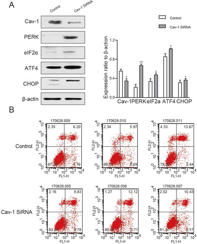 Figure 6. Cav-1 and PERK–eIF2a–ATF4–CHOP pathways were silenced. (A) Western blot analysis of Cav-1, PERK, eIF2a, ATF4 and CHOP in testicular tissues after Cav-1 silencing. (B) Expression of apoptotic GC-2 cells after Cav-1 silencing determined via flow cytometry. All experiments were performed n = 6 in replicates. Data were presented as mean ± SEM. *P < 0.05, **P < 0.01