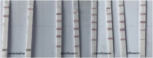 Figure 4. Specificity of lateral flow immunoassay (LFIA) for amantadine. Enrofloxacin (ENT), ciprofloxacin (CIP), and ofloxacin (OFL) were analysed at 500 ng/mL.