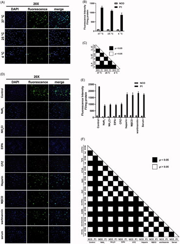 Figure 5. Mechanisms involved in peptide P1 penetration. (A) Fluorescence microscopy images of peptide P1 (5 μM) incubated at different temperatures. (B) Quantification of fluorescent intensity of peptide P1 (5 μM) incubated at different temperatures. The fluorescence of the cellular uptake was normalized by cellular protein. Values represent mean ± SEM. (C) The corresponding p-value plot between data pairs presenting in (B). ANOVA was used to compare the differences between the control and experimental values. (D) Fluorescence microscopy images of peptide P1 (5 μM) incubated with different endocytosis inhibitors. (E) Quantification of fluorescent intensity of peptide P1 (5 μM) incubated with different endocytosis inhibitors. The fluorescence of the cellular uptake was normalized by cellular protein. Values represent mean ± SEM. (F) The corresponding p-value plot between data pairs presenting in (E). ANOVA was used to compare the differences between the control and experimental values.