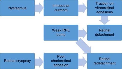 Figure 1 Flow chart of the pathophysiology of retinal detachment in albinos.