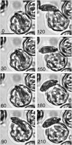 Fig. 19. Time-lapse video analysis of coccolith secretion. Bright field images of a decalcified C. pelagicus cell with mature internal coccolith taken every 30 s (time in seconds indicated on each panel) during a coccolith secretion event. The coccolith initially emerges tangentially (0–60 s) followed by a curved trajectory (90–180 s) before lying flat on the cell surface. The secretion event is accompanied by considerable contractile activity of the protoplast (e.g. 120 s), see also Fig. 20. Scale bars: 10 µm, time indicated is s.