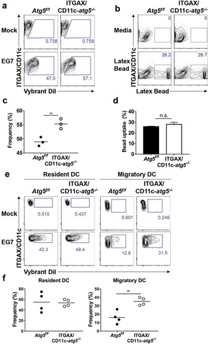 Figure 4. Increased phagocytosis of apoptotic tumor cells in dendritic cells. (a and b) Atg5f/f or ITGAX/CD11c-atg5−/- BMDCs were co-cultured with DiI-labeled apoptotic EG7 cells for 3 h (a) or fluorochrome-labeled latex beads for 1 h (b). Uptake of DiI-labeled apoptotic tumor cells by BMDCs was determined by flow cytometry (c and d). Graph showing the frequency of phagocytosis in DiI-labeled apoptotic tumor cells (c) or latex beads (d) of dendritic cells (Student’s t-test; **P < 0.01). The results shown are representative of 3 similar independent experiments. (e) The footpads of Atg5f/f or ITGAX/CD11c-atg5−/- mice were injected with DiI-labeled apoptotic EG7 cells. After 24 h, the draining lymph node was isolated and phagocytosis of apoptotic tumor cells in migratory (ITGAX/CD11c+ MHC class IIhi) or resident dendritic cells (ITGAX/CD11c+ MHC class IIint) was monitored by flow cytometry. (f) Dot graph showing the frequency of DiI-positive dendritic cells in the draining lymph nodes (4 mice per group; Student’s t-test; **P < 0.01). Data are representative of 3 similar independent experiments.