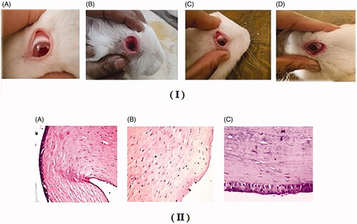 Figure 4. (I) In-vivo eye irritancy study ‘Draize test’ showing photos of the eyes of the rabbits after 72 h; (A) Control; (B) Isopropyl 90 %; (C) Trusopt® eye drops and (D) Optimized DZ-loaded cubogel, (II) Photomicrographs showing histopathological sections of rabbit eye treated with (A) Normal saline, (B) Isopropyl alcohol 95% and (C) Optimized DZ-loaded cubogel.