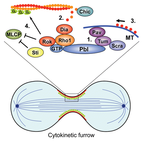 Figure 3 Role of Pbl during contractile ring formation in cytokinesis. (1) Pbl is delivered to the cell equator by the kinesin-like motor protein Pav and Tum/RacGAP50C through plus-end-directed microtubule-mediated transport. The Drosophila Anillin ortholog Scraps is one of the first factors recruited to the cytokinetic furrow and is required for proper actin ring organization. (2) Pbl-mediated GTP exchange on Rho1 promotes formation of an actin ring by the Formin Dia. (3) Pbl-dependent delivery of actin-associated vesicles to the equator on microtubules has been observed. (4) Rok-mediated formation of actin-myosin filaments drives ring contraction. In some cell types later stages of cytokinesis require the function of the kinase Sticky.