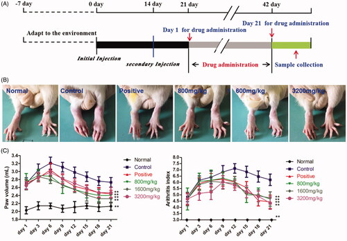 Figure 1. Anti-arthritic activities of GSZD. (A) Overview of methods. (B) Representative images of the joints of CIA rats in different groups. (C) GSZD impact on the changes in paw volume (left) and arthritis score (right) in CIA rats.