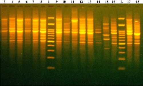 Figure 3 Representative DNA fingerprint pattern generated by BOX-PCR for carbapenem-resistant K. pneumoniae clinical isolates. L, 100 bp DNA ladder; lanes 3, 4, 5, 6, 7, 8, 9, 10, 11, 12, 13, 14, 15, 16, 17, and 18 are the code No. of CRKP clinical isolates.