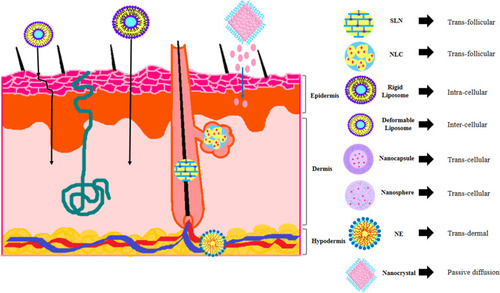Figure 4 A schematic view of different nanocarriers mechanisms in skin permeation enhancement and targeted delivery to skin organelles.