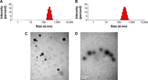 Figure 3 Transmission electron micrographs and size distribution of curcumin-loaded albumin nanoparticles (A, C) and curcumin-loaded albumin nanoparticles surface-functionalized with GA (B, D).Abbreviation: GA, glycyrrhetinic acid.