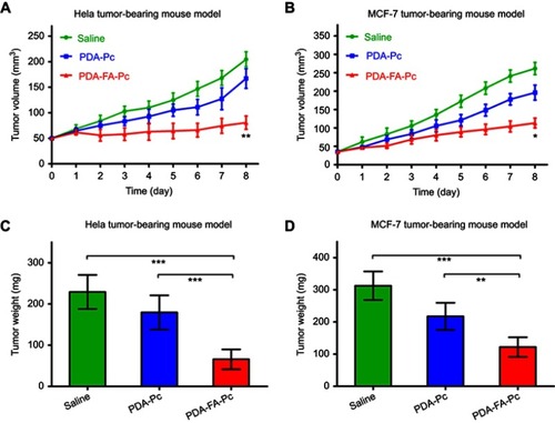 Figure 7 . In vivo antitumor efficacies of PDA-FA-Pc nanomedicine in tumor-bearing mice. (A,B) The tumor volumes in Hela tumor-bearing mice (A) and MCF-7 tumor-bearing mice (B) were daily monitored after illumination on Day 0. (C,D) The weights of tumors resected from Hela tumor-bearing mice (C) and MCF-7 tumor-bearing mice (D) on Day 8. The values were represented as mean ± SEM, ***p <0.001, **p<0.01, *p <0.05 vs the vehicle (saline-treated) group.