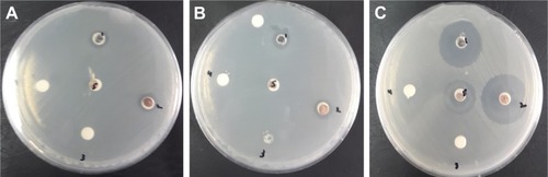 Figure 10 Inhibition zone test for (A) Escherichia coli ATCC 25922 Gram (−ve), (B) Salmonella choleraesuis ATCC 10708 Gram (−ve), and (C) Bacillus subtilis UPMC 1175 Gram (+ve).
