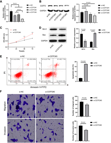Figure 8 CSTF2 silencing alleviated the malignant phenotypes in hepatic cancer cells. (A) The mRNA expression of CSTF2 in HepG2 cells was significantly inhibited by si-CSTF2#3 transfection. (B) CSTF2 protein in HepG2 cells was significantly inhibited by si-CSTF2#3 transfection. (C) CSTF2 silencing inhibited the proliferation of HepG2 cells. (D) The protein expression of Bcl-2 (anti-apoptotic protein) and Bax (pro-apoptotic protein) in transfected HepG2 cells. (E) CSTF2 silencing increased the apoptosis of HepG2 cells. (F) CSTF2 silencing reduced the migration and invasion of HepG2 cells.