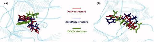 Figure 2. Re-docking of two inhibitors fasudil (A) and Y-27632 (B) into the active pocket of Rho kinase domain using AutoDock and DOCK methods; the docked conformations were superposed onto corresponding native cocrystallized ligands.