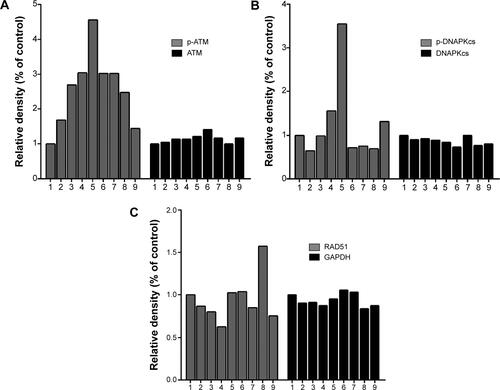 Figure S2 The quantitative data for the Western blotting results of Figure 5.Notes: The quantitative analysis was performed by Quantity One software. The relative densities of the bands were determined and are represented by the rectangular columns, compared with the control group (lane 1). The numbers of horizontal ordinate represent the lane numbers from left to right in figure 5. (A, B) The quantitative data for the western blotting results of Figure 5A. (C) The quantitative data for the western blotting results of Figure 5B.Abbreviations: pATM, phosphorylated ATM; GAPDH, glyceraldehyde 3-phosphate dehydrogenase; p-DNA PKcs, phosphorylated DNA PKcs.