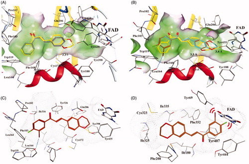 Figure 5. Docking poses of chalcone compounds 1, 4, 16, and 22 in the hMAO-B (PDB code: 2V61) (A–C) or hMAO-A (2Z5X) (D) active site. (A) docking poses of compounds 1 (gray) and 4 (yellow); (B) docking poses of compounds 4 (yellow), 16 (cyan), and 22 (brown); (C) the docking pose of 22 in the active site of hMAO-B; (D) the docking pose of 22 in the active site of hMAO-A. Hydrogen bonds are shown as yellow dotted lines, halogen bonds are shown as blue dotted lines. For clarity, only the relevant residue side chains are shown. FAD is rendered as white sticks. Red bows indicate steric hindrance.