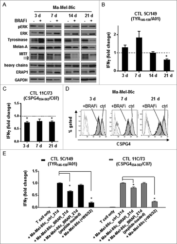 Figure 3. Activation of pre-existing shared antigen-specific CD8+ T cells by BRAFi-treated autologous tumor cells in patient model Ma-Mel-86. (A) Expression of pERK, ERK, Tyrosinase, Melan-A, MITF, HLA heavy chains, and ERAP1 in BRAFi-treated and -untreated Ma-Mel-86c cells was analysed by Western blot. GAPDH served as loading control. Representative data from one of at least two independent experiments. (B) Activation of Tyrosinase-specific CD8+ T cell (CTL) clone 5C/149 and (C) CSPG4-specific CD8+ T cell (CTL) clone 11C/73 by autologous BRAFi-treated (0.5 µM) Ma-Mel-86c cells was determined by IFNγ ELISpot assay. Results are presented as fold change of IFNγ spots from T cells stimulated with BRAFi-treated relative to untreated tumor cells. Data is depicted as mean+SEM (n = 3). *, p < 0.05, BRAFi vs ctrl. (D) Surface expression of CSPG4 on BRAFi-treated Ma-Mel-86c cells was measured by flow cytometry. Unstained tumor cells were used as negative control (light-grey empty lines). Representative data from one of three independent experiments. (E) Activation of antigen-specific CD8+ T cells by BRAFi-treated (0.5 µM for 21 d) Ma-Mel-86c cells was determined by IFNγ ELISpot. Loading of synthetic antigenic peptides (1 µg/ml) or blockade of HLA class I (W6/32, 50 µg/ml) on tumor cells was performed at 37°C for 30 min before T cell stimulation. Results are presented as fold change of IFNγ spot numbers relative to IFNg spots obtained by T cells stimulated with untreated (ctrl) tumor cells. Data is depicted as mean+SEM (n = 3). *, p < 0.05.