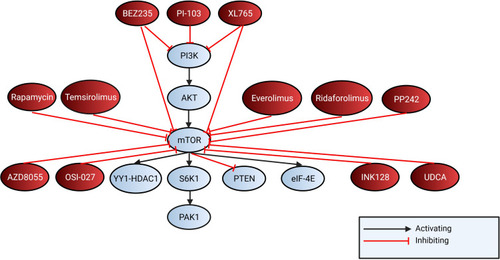 Figure 4 Shows mTOR and PI3K inhibitors targeting the mTOR pathway. BEZ235 and XL765 both target mTOR and PI3K and PI-103 targets PI3K. Rapamycin, temsirolimus, everolimus, ridaforolimus, PP242, AZD8055, OSI-027, INK128 and UDCA inhibit mTOR.