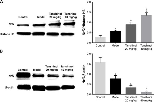 Figure 5 Effect of tanshinol on expression of Nrf2 in cell nucleus (A) and cytoplasm (B) in CCl4-induced liver tissues.Notes: ap<0.05, compared with the control group; bp<0.05, compared with the model group; cp<0.05, compared with the tanshinol 20 mg/kg group.Abbreviations: CCl4, carbon tetrachloride; Nrf2, nuclear factor erythroid2-related factor 2.