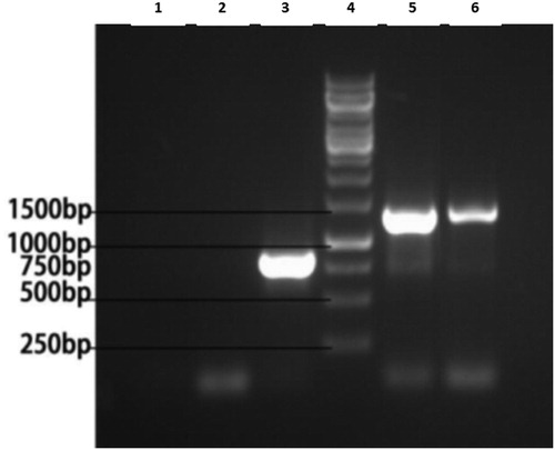 Figure 2. The results of the RT-PCR analysis of the attenuated CMV△2b virus and PvSR2 gene expression in the tested plants. Line 1, H2O; Line 2, Control; Line 3, CMV△2b; Line 4, Marker; Line 5, CMV△2b-PvSR2; Line 6, CMV△2b-bar.