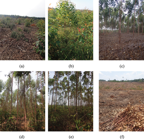 Figure 2. Plantation cycle for Eucalyptus pellita shown with plantation age (in year): (a) 0, (b) 1, (c) 2, (d) 3, (e) 4, and (f) harvested.