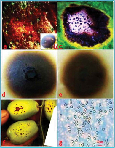 Fig. 1 (Colour online) Symptoms of brown spot of jujube caused by natural infections and inoculations with Nothophoma quercina in the field. (a) Natural infections on fruit of field-grown plants. (b) Enlarged view of a pycnidium of N. quercina. (c) Natural infections on leaves of field-grown plants. (d) Characteristics of a colony of N. quercina on the upper surface of oat agar (OA). (e) Reverse characteristics of a colony of N. quercina on OA. (f) Chlorotic lesions on fruit surfaces 5–7 days after artificial inoculation. (g) Conidia on OA culture. Bar: g = 10 µm.