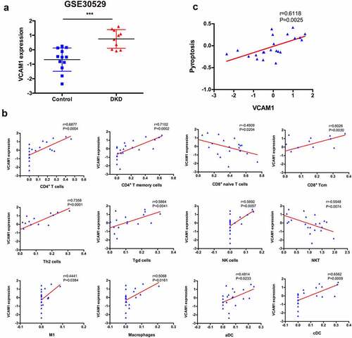 Figure 7. Correlation between VCAM1 and immune cells and pyroptosis. (a) VCAM1 expression was significantly increased in patients with DKD (n = 10) compared with healthy controls (n = 12) (***P < 0.001). (b) Correlation of VCAM1 with the infiltrated immune cells. (c) Correlation of VCAM1 with pyroptosis