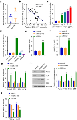 Figure 3. Silencing of miR-29b-3p improves osteogenic differentiation in SpA-infected hBMSCs. (a) Expression of miR-29b-3p in serum samples from OM patients and healthy controls. (b) Correlation between KCNQ1OT1 and miR-29b-3p expression level in the serum samples of OM patients. (c) Expressions of miR-29b-3p in SpA-treated hBMSCs was analyzed by RT-qPCR. (d) The expression of miR-29b-3p was analyzed after transfection with miR-29b-3p inhibitor or mimic. (e) ALP activity assay in SpA-treated hBMSCs after the transfection with miR-29b-3p inhibitor. (f) Alizarin red S staining in SpA-treated hBMSCs after the transfection with miR-29b-3p inhibitor. (d-e) Expression of osteogenic markers in SpA-treated hBMSCs after the transfection with miR-29b-3p inhibitor were examined by RT-qPCR (g) and Western blot (h). (i) Expression of TNF-α and IL-1β in SpA-treated hBMSCs after the transfection with miR-29b-3p inhibitor. *p < 0.05; **p < 0.01; ***p < 0.001.