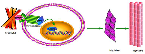 Figure 2 Sparcl1 can affect cell differentiation through the BMP/TGF-β pathway.