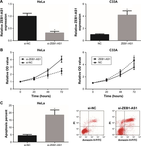 Figure 2 ZEB1-AS1 promotes CC cell proliferation in vitro.