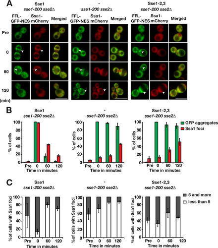 FIG 5 Sse1 is required for the efficient recruitment of Hsp70 to protein aggregates. (A) Fluorescence microscopy images of FFL-GFP-NES and Ssa1-mCherry in sse1-200 sse2Δ cells transformed with an empty plasmid vector control (−) or derivatives that express Sse1 or Sse1-2,3. Cells were pregrown at 25°C (Pre), heat shocked at 43°C for 15 min, and maintained at 30°C as outlined in the legend to Fig. 3A. Arrowheads show aggregates. Bars = 5 μm. (B) Quantification of the fraction of cells in panel A with FFL-GFP-NES aggregates and Ssa1-mCherry foci. Error bars represent standard errors from biological triplicates with ≥100 cells for each time point. (C) Percentage of Ssa1 aggregate-harboring cells with 1 to 4 and ≥5 aggregates. Shown are quantifications of the results in panel A.