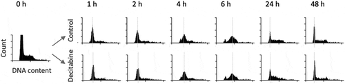 Figure 2. DNA ploidy analysis of Jurkat cells following release from thymidine block. The upper series shows untreated Jurkat cells whereas the lower series shows cells treated with 5 μM decitabine. DNA content of cells was measured by propidium iodine staining