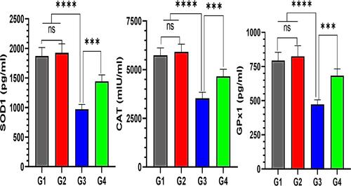 Figure 6 Quantitative analysis of garlic extract effects on trastuzumab-induced changes in the antioxidant enzymes levels of the liver tissues. G3 reveals significant decreases in the levels of (A) superoxide dismutase (SOD2), (B) catalase (CAT), and (C) glutathione peroxidase (GPX1) compared to G1, G2, and G4 in the liver tissues. nsNo significance between G1 vs G2, ****Significance difference G1, G2 vs G3, and ***Significance difference G3 vs G4 (p<0.001).
