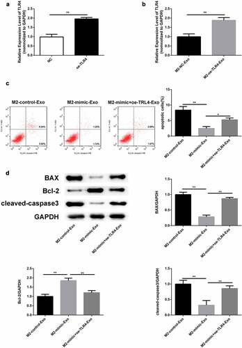 Figure 7. Overexpression of TLR4 reversed the role of miR-93-5p mimic in LPS-induced podocyte. (a) RT-qPCR was performed to measure the expression of TLR4 in podocytes transfected with oe-TLR4 or negative control oe-NC. (b) RT-qPCR analysis of TLR4 expression in transfected podocytes treated with exosomes from M2 macrophages. (c) Apoptosis of podocytes determined by flow cytometric analysis. (d) Protein levels of Bcl-2, Bax, and cleaved caspase 3 in podocytes following different treatments. *P< 0.05, **P < 0.01.