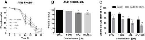 Figure 4 The effect of FHOD1 downregulation on metastasis potential of non-small cell lung cancer A549 cells – wound healing assay. A549 cells with the naïve expression of FHOD1 (A549) and after transfection with siRNA against FHOD1 (A549 FHOD1-) were treated for 24h with 1 µM SAN (sanguinarine), 4 µM PL (piperlongumine) and their combination (4PL/1SAN). The time-course of closure of the wounded areas in A549 cells with downregulation of FHOD1 is shown (A). Wound closure at 36h after treatment (B). Wound closure at 24h after treatment as a percentage of A549 CTRL migration (C). Data represents the mean ± SD obtained from 3 independent replicates (n=3). Statistically significant differences between A549 cells and A549 with downregulation of FHOD1 levels are marked with “*”, and compared to control cells for A549 “#” and “$” for A549 FHOD1- (p <0.05; two-way ANOVA).