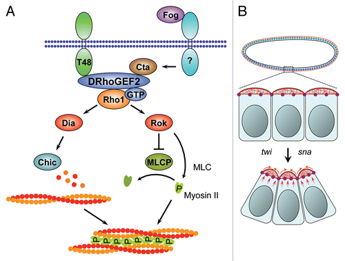 Figure 2 Signaling pathways regulating contractile force during mesoderm invagination in Drosophila. (A) Activation of an unidentified receptor by the secreted signal Fog is transmitted to the heterotrimeric G-protein α-subunit Cta at the cytosolic side of the cell membrane. Cta binds to the RGS domain of DRhoGEF2, promoting membrane recruitment and interaction of DRhoGEF2 with Rho1. Membrane localization of DRhoGEF2 is reinforced by interaction of the DRhoGEF2 PDZ domain with the transmembrane protein T48. GTP-bound Rho1 activates actin polymerization through the Formin Dia and the actin binding protein Chic. Rho1 also activates the serine-threonine kinase Rok that stimulates the formation of contractile actin-myosin fibers partly by inhibiting MLCP and partly by directly phosphorylating Sqh. (B) Pulsed contractions of an apical network of actin-myosin filaments drive apical constriction of epithelial cells on the ventral side of the embryo. The contractile force is transmitted from cell to cell by adherens junctions and causes the tissue to bend. Pulsed contractions require activity of the transcription factor Sna. Stabilization of the contracted state between contractions requires activity of the transcription factor Twi. Ventral twi-expressing nuclei are shown in blue. Apical actin networks and the apical side of cells are shown in red. Spot adherens junctions are shown in purple.