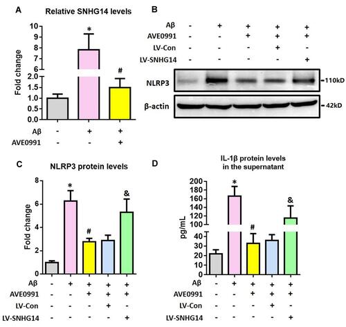 Figure 4 AVE0991 inhibits astrocytic NLRP3 inflammasome via a SNHG14-dependent manner. (A) The qRT-PCR result of SNHG14 expression in the primary astrocytes following Aβ1-42 stimulation. (B and C) Representative Western blot bands and densitometric analysis of NLRP3 in the primary astrocytes. β-Actin was used as an internal control. (D) ELISA assay of IL-1β protein in the culture medium of primary astrocytes. All data are expressed as the mean ± SD of 3 independent experiments. *P<0.05 versus the NC group. #P<0.05 versus the Aβ group. &P<0.05 versus the Aβ+AVE0991+LV-Con group.