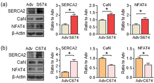 Figure 6. The redox status of C674 in the SERCA2b regulates the CaN/NFAT4 pathway. (a) overexpression of adenovirus SERCA2b S674 or empty adenovirus control (Ctrl) on protein expression of CaN and NFAT4 in WT PASMCs. (b) overexpression of adenovirus SERCA2b C674 or empty adenovirus control (Ctrl) on protein expression of CaN and NFAT4 in SKI PASMCs. Data shown are means ± SEM. n = 5–7. *P < .05, significantly different as indicated; unpaired t test.