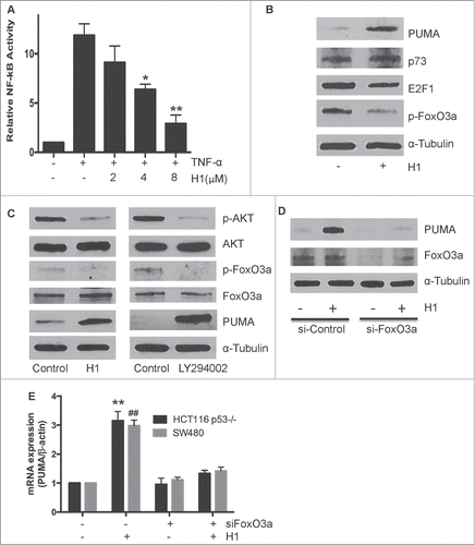 Figure 5. p53-independent induction of PUMA via inhibition AKT/FoxO3a signaling. HCT116 p53−/− cells were transiently transfected with a luciferase plasmid under the control of a NF-κB response element. On the following day, cells were pretreated with H1 for 2 h, and then stimulated with TNF-α (50ng/mL) for an additional 5 h. NF-κB activity was determined by the dual-luciferase assay (A). *P <0.05, **P<0.01, vs. each positive group, respectively. HCT116 p53−/− cells were treated by H1 for 6 h. E2F1, p73, p-FoxO3a and total FoxO3a were determined by western blot analysis and a representative of 3 separate experiments is shown (B). H1 (4 µM) and LY294002 (10 µM) treated HCT16 p53−/− cells for 6 h, the expression level of PUMA, p-AKT, p-FoxO3a, total-AKT and total FoxO3a were determined by western blot analysis, a representative of 3 separate experiments is shown (C). HCT116 p53−/− and SW480 cells were transiently transfected with siRNA targeted to FoxO3a for 48 h, then the cells were treated with 4 µM H1 for another 6 h. The expression level of PUMA, p-FoxO3a and total FoxO3a were detected by western blot analysis (D). In addition, the mRNA expression level of PUMA was determined by Real-Time PCR analysis, data from 3 independent experiments were used. (E). **P < 0.05, **P < 0.01, ##P < 0.01 vs. each control group.